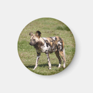 afrikanisch-wild-dog-016 magnet