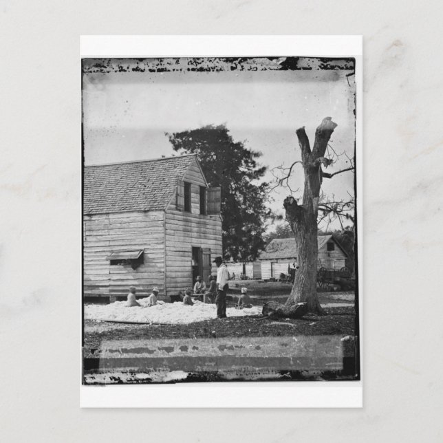 Afrikanische Amerikaner bereiten Baumwolle um 1862 Postkarte (Vorderseite)