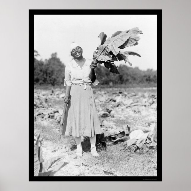 Afrikanische Amerikanerin mit Tabak 1912 Poster (Vorne)