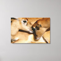 Afrikanische Antilope und Fauna