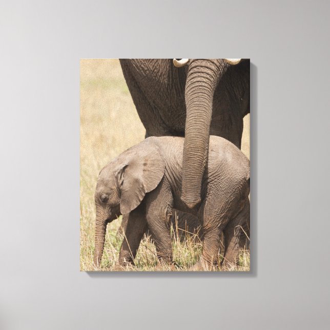 Afrikanische Baby Elephant mit Mutter Leinwanddruck (Vorderseite)