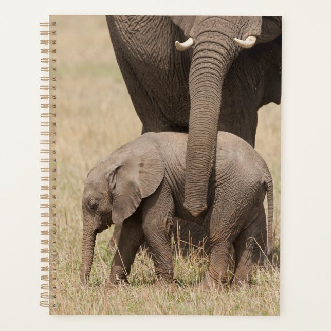 Afrikanische Baby Elephant mit Mutter Planer (Vorderseite)