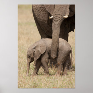 Afrikanische Baby Elephant mit Mutter Poster