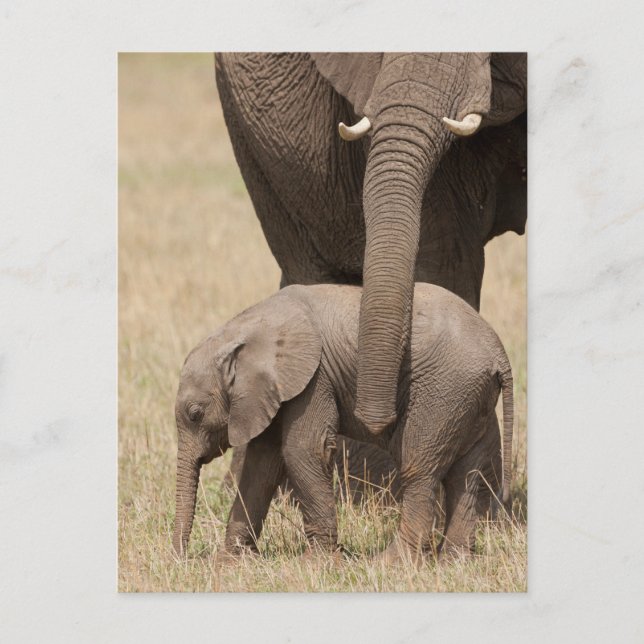 Afrikanische Baby Elephant mit Mutter Postkarte (Vorderseite)