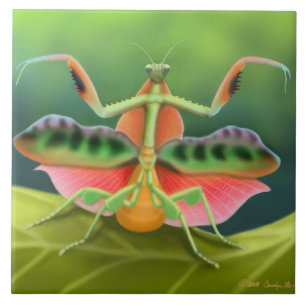 Afrikanische betender Mantis-Fliese Fliese