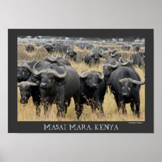 Afrikanische Buffaloes des Masai Mara Poster