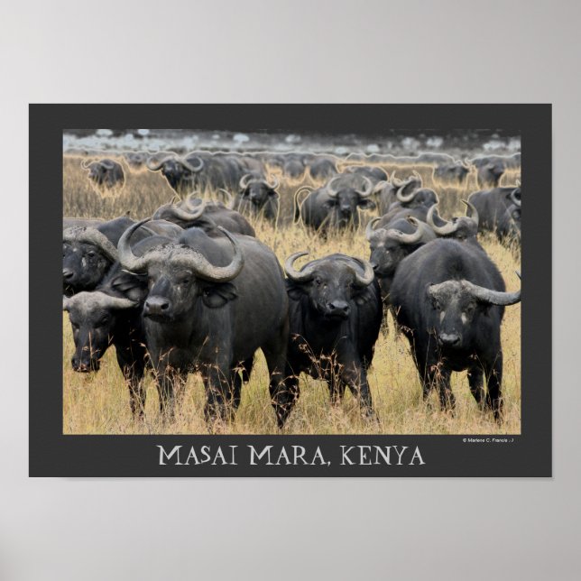 Afrikanische Buffaloes des Masai Mara Poster (Vorne)
