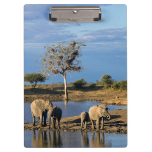 Afrikanische Busch-Elefanten (Loxodonta Africana) Klemmbrett