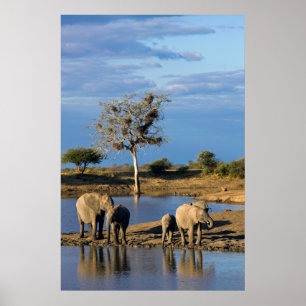Afrikanische Busch-Elefanten (Loxodonta Africana) Poster