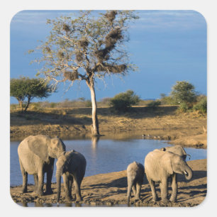 Afrikanische Busch-Elefanten (Loxodonta Africana) Quadratischer Aufkleber