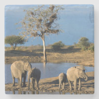 Afrikanische Bush-Elefanten (Loxodonta Africana)