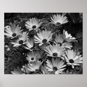 Afrikanische Daisy-Blume in Schwarz und Weiß Poster