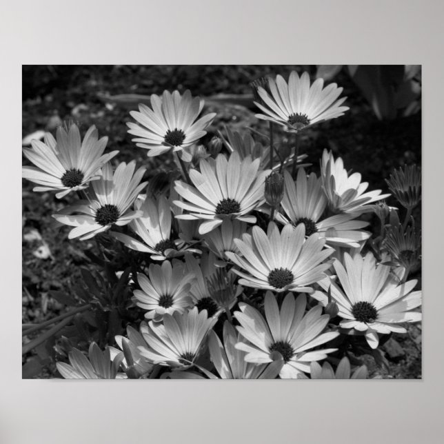 Afrikanische Daisy-Blume in Schwarz und Weiß Poster (Vorne)