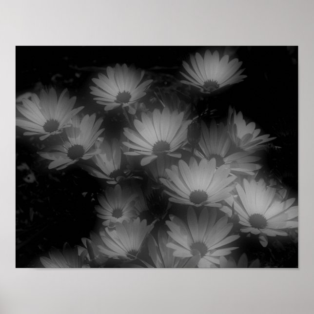 Afrikanische Daisy-Blume Schwarz-weiß Poster (Vorne)