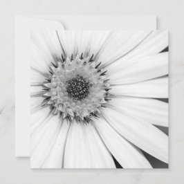 Afrikanische Daisy Monochrome Floral Karte