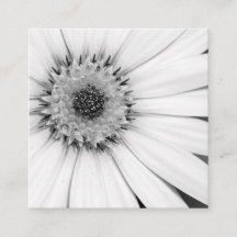 Afrikanische Daisy Monochrome Floral
