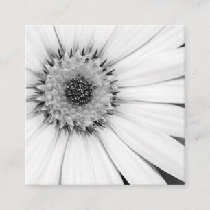 Afrikanische Daisy Monochrome Floral Quadratische Visitenkarte