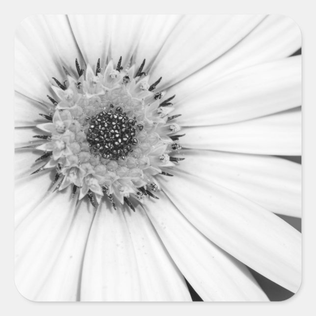 Afrikanische Daisy Monochrome Floral Quadratischer Aufkleber (Vorderseite)