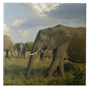 Afrikanische Elefanten, die weiden, Loxodonta afri Fliese