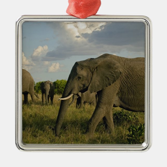 Afrikanische Elefanten, die weiden, Loxodonta afri Silbernes Ornament (Vorne)