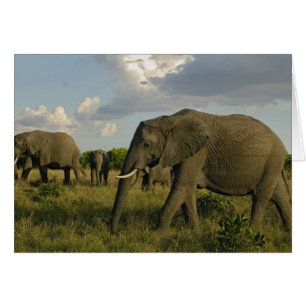 Afrikanische Elefanten grasen, Loxodonta africana,