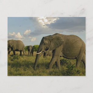Afrikanische Elefanten grasen, Loxodonta africana, Postkarte