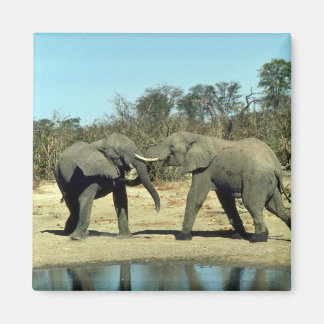 Afrikanische Elefanten kämpfen Magnet
