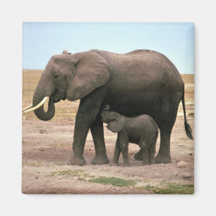 Afrikanische Elefanten - kleine Kalb-Krankenpflege Magnet
