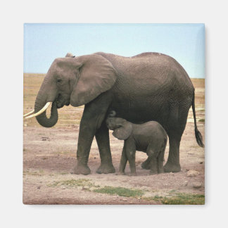 Afrikanische Elefanten - kleine Kälberernährung Magnet