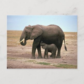 Afrikanische Elefanten - kleine Kälberernährung Postkarte