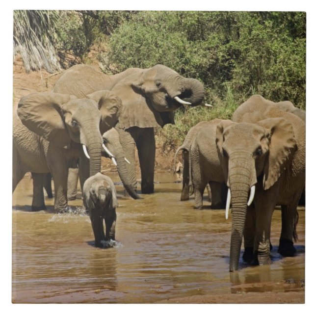 Afrikanische Elefanten, Loxodonta Africana, Sambur Fliese (Vorderseite)