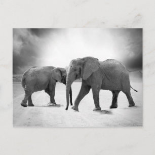 Afrikanische Elefanten Postkarte