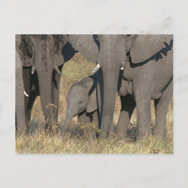Afrikanische Elefanten Postkarte (Vorderseite)