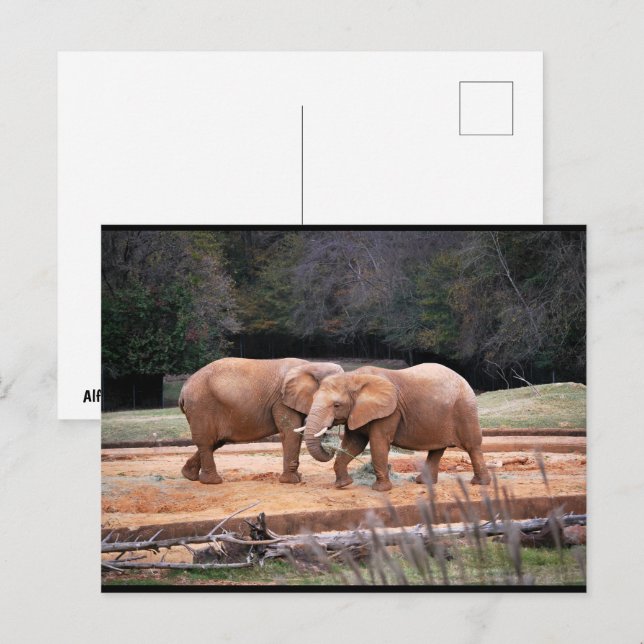 Afrikanische Elefanten Postkarte (Vorne/Hinten)