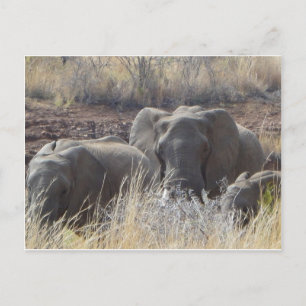 Afrikanische Elefanten Postkarte