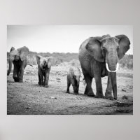 Afrikanische Elefanten und Kälber | Kenia, Afrika