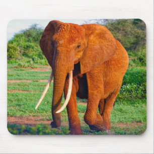 Afrikanische Elefantenfotografie Mousepad