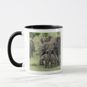 afrikanische Elefantenherde, Loxodonta africana, 2 Tasse