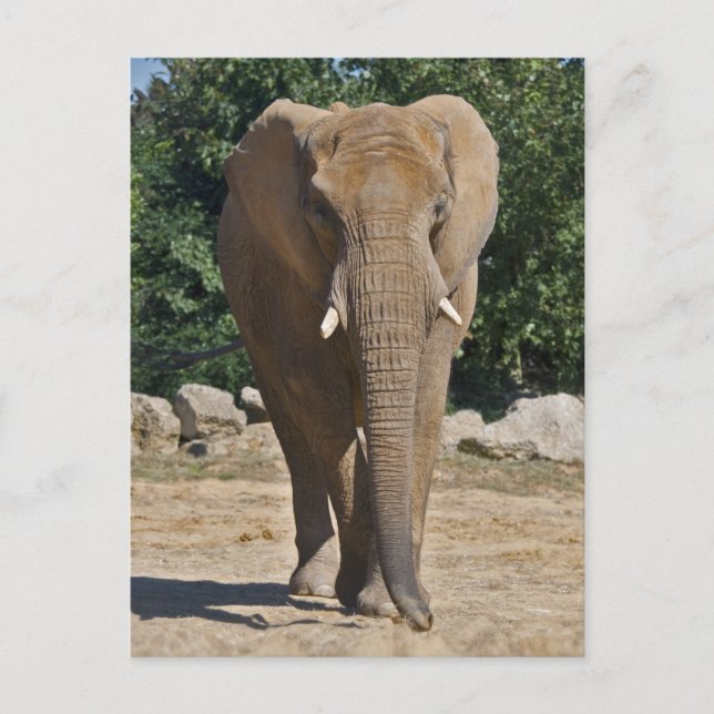 Afrikanische Elefantenpostkarte Postkarte (Vorderseite)