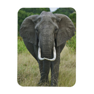 Afrikanische Elephantna loxodonta, Masai Mara Game Magnet