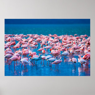 afrikanische Flamingos. Gruppe von Flamingos stehe Poster