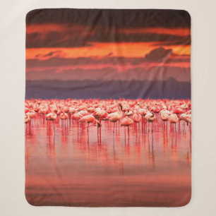 Afrikanische Flamingos im See bei schönem Sonnenun Sherpadecke