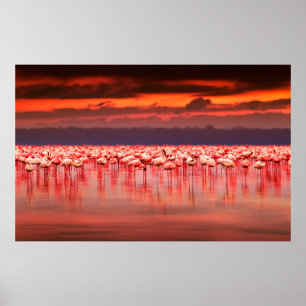 Afrikanische Flamingos im See über schöne Sonne Poster