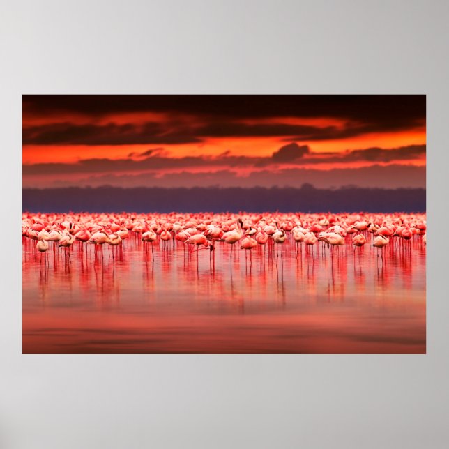 Afrikanische Flamingos im See über schöne Sonne Poster (Vorne)