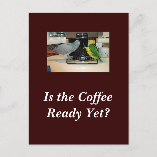 Afrikanische Freunde des grauen und kaiken Kaffees Postkarte (Vorderseite)