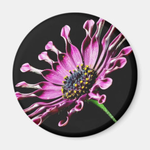 Afrikanische Gänseblümchen-Blume Magnet