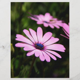 Afrikanische Gänseblümchen-Blumenfotografie Flyer