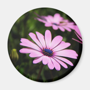 Afrikanische Gänseblümchen-Blumenfotografie Magnet