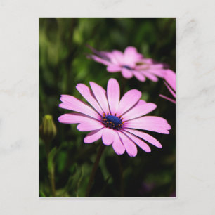 Afrikanische Gänseblümchen-Blumenfotografie Postkarte