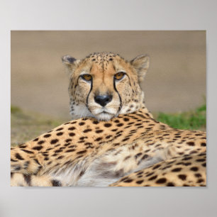 Afrikanische Geparden (Acinonyx jubatus) Poster